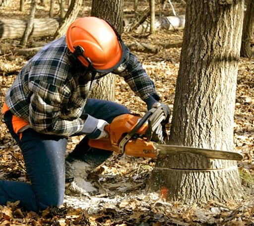 Tree Removal in El Paso, AR